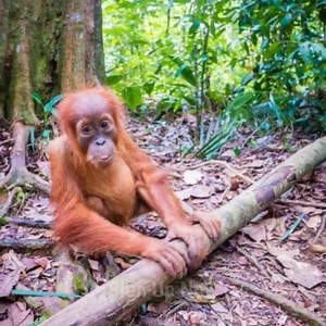 Help orangutans this Giving Tuesday! Set up a Facebook fundraiser and all funds you raise will be MATCHED. | Rainforest Action Network - RAN