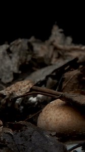 Time Lapse Mushrooms Growing Fresh New Stock Footage Video (100% Royalty-free) 3451818957 | Shutterstock