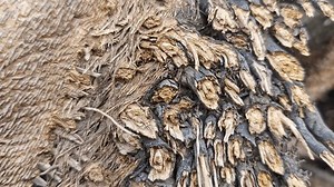 Image Slice Oil Palm Tree Trunk Stock Footage Video (100% Royalty-free) 3985998319 | Shutterstock