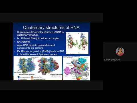 Molecular Structure of DNA