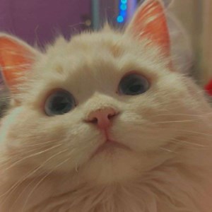 webgoat__ - Twitch