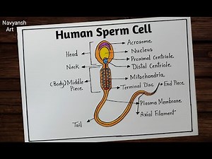 Human Sperm Cell diagram drawing / How to draw and label the Structure of Sperm Cell easily