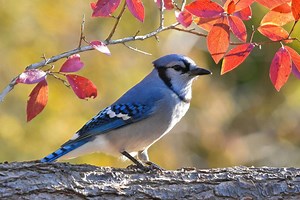 15 Beautiful Birds of Ontario: A Guide to Identification