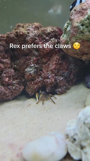 Rex seems to always go for the claws first. Almost like he wants his friends to watch him munch away 🤣 HUGE THANKYOU TO EVERYONE ALMOST 1000 FOLLOWERS AND OVER 111K VIEWS IN 1 VIDEO!!!#saltwatertank #mantisshrimp #rexthemantis