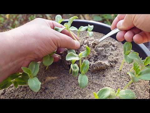 Starting Seeds In Sand VS. Soil | How & Why?