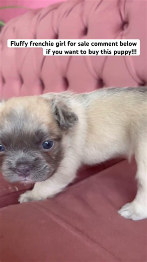 Fluffy frenchie for sale 1 month old comment below if you want to buy this dog