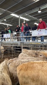 120K views · 986 reactions | We’re live here at the Yea store sale where Nutrien and Elders agents have yarded 1500 cattle. Full report to come  | Stock & Land | Facebook