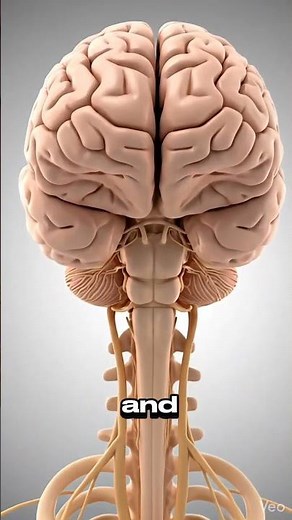 Human Brain Explained Simply | Amazing Facts About the Brain