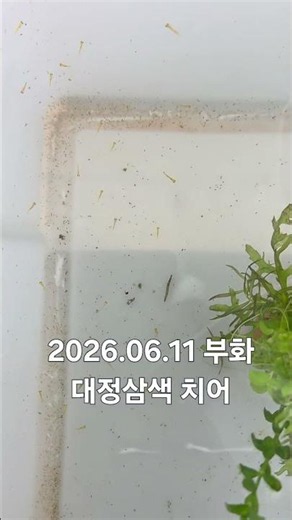 대정삼색 치어 #26.06.11부화 #비단잉어 #aquarium