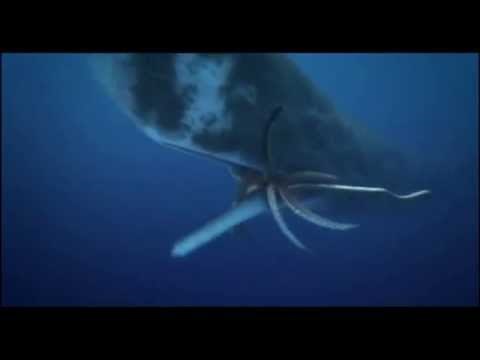 Bull Sperm Whale Vs Female Colossal Squid