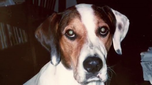 How To Deal With The Death of a Dog & Why It Hurts More Than You Ever Expected - Canine Journal