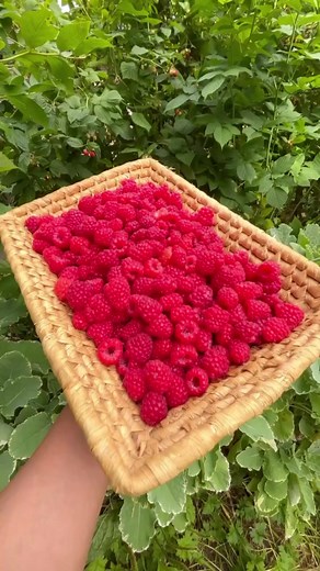 2022 Recap! Thank you all for your support! Wishing you and your family peace and happiness in the new year! 🎊🎆❤️ #happynewyear2023 #gardening #organicgardening #growyourownfood #growfood #vegetablegarden | Learn To Grow