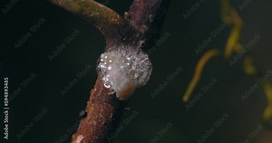 a spittlebug turning and leaving a bubble glob on the stem of a leaf. Close-up shot Stock Video