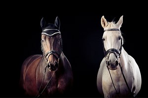 8 Best Horse Bridles by Use (Trail, Jump, Western, etc.) - Horse Rookie