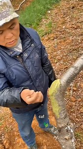 1.9K views | Tree Grafting Paste Every wound needs healing — even a plant’s cut needs protection | Terra Garden | Facebook