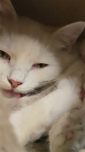 Mother cat talking to her little kitten. 2 .