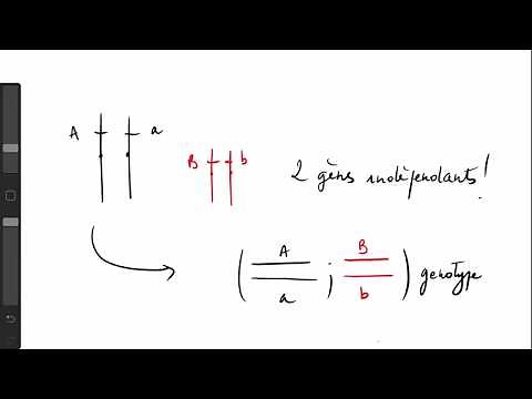BAC SVT 🧬 GÉNÉTIQUE : Gènes indépendants et leurs représentations