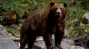 Tahltan Nation encourages bear and wolf hunting to curb predators.