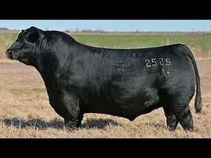 Secret Herds! 5 Mini Cattle Breeds Outperforming Angus This Year
