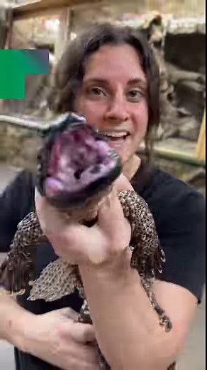 140K views · 2.2K reactions | Check this out baby Boas and that...