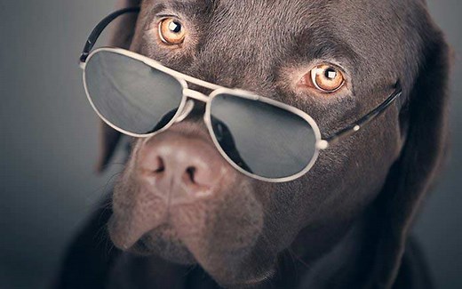 Cool Dog Names - 300 Awesome Puppy Name Ideas
