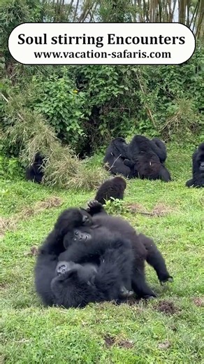 6 Days Uganda Gorilla & Wildlife Safari- Tours in Uganda | Active African Vacations