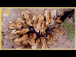 カメラに捉えられた史上最もクレイジーなライオンの攻撃 | 野生動物