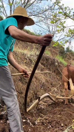 Why Cows Walk So Slow Downhill? | Animal Behavior