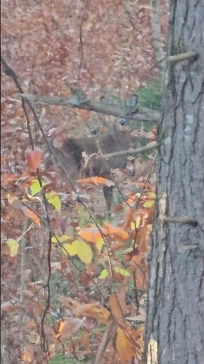 New Hampshire deer hunting/ muzzleloader season