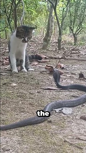 Why Snakes Can't Beat Cats