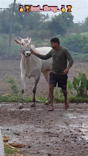 कसं आहे देखण हत्यार/ नाद एकच बैलगाडा शर्यत / खिल्लार महाराष्ट्राची शान #बैलगाडा#khillar#farming#like
