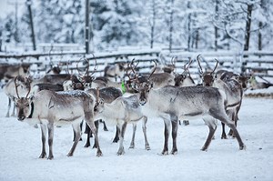Reindeer farms provide us with more than just Christmas magic | AGDAILY