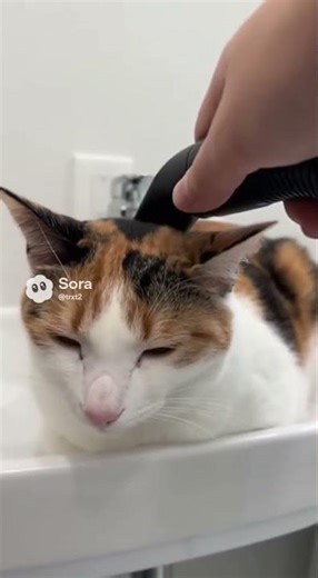 Cat.exe has stopped working... 🤖😹 (Wait for face)