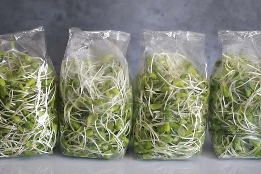 The 2 Best Ways to Store Microgreens After Harvest - Microgreens Corner