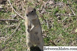 Gopher和土拨鼠之间的差异 - 动物 2025