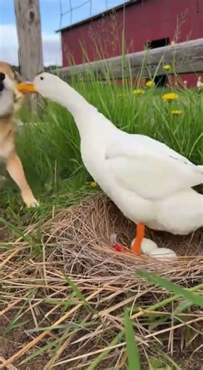 Shiba Inu vs Duck… and the Duck STRIKES BACK 🦊🦆💥