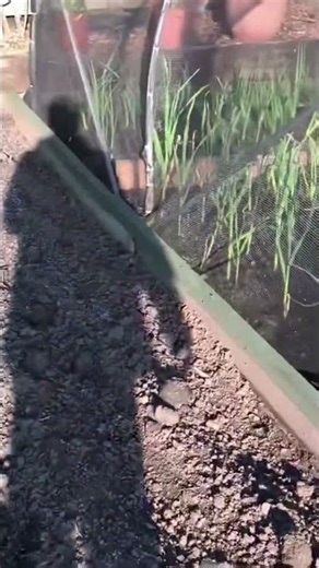 Devils spawn on the farm #garden #gardening #tomato #growyourownfood #nature #carrott #farming