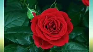 Stevie Wonder - Power Flower