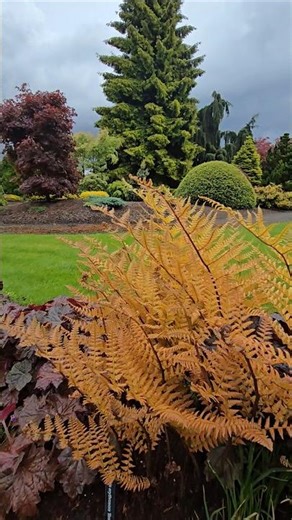 Brilliance Autumn Fern #fern #shadegarden #gardening #oregon