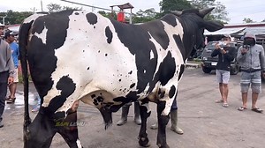 sapi sapi lucu dan unik!! ke PASAR SAPI !! | Pesona wisata kita