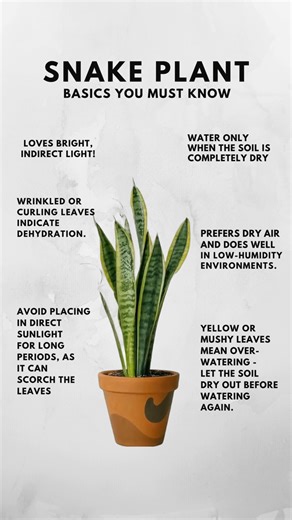 Snake Plant: Care & Growing Guide | Gardening Success Tips