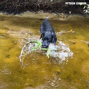 41K views · 669 reactions | Otto's showboating lost the iguana | Python Cowboy Hunts | Facebook