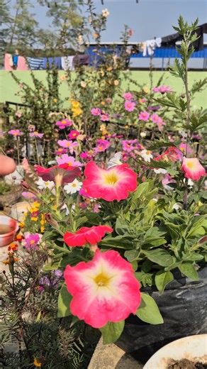 Petunia flowers plant care tips #youtubeshorts #flowers #winterflower #terracegarden