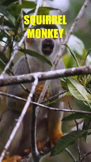 WILDLIFE of THE AMAZON! Our Best Animal Encounters in the Amazon Jungle