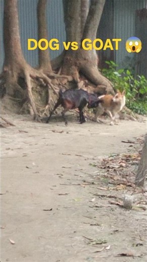 👉 Dog vs Goat Fight 😱 | Funny Animal Battle 😂 | Who Will Win?