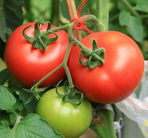 [Hot Item] Chinese Organic Tomatoes for Cooking, Canned and Snacks