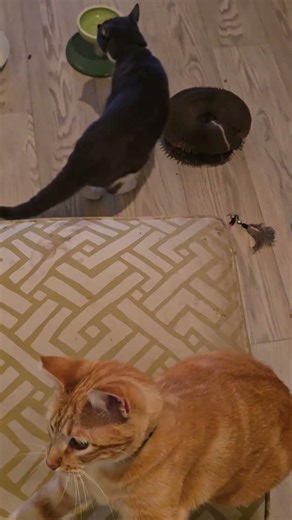 Harriet's chair ride & Richard inside after the walk 😻