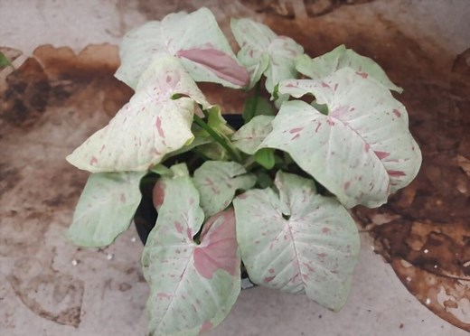 How to Care for Syngonium Milk Confetti - Garden Crafted