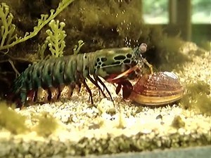 457K views · 53 reactions | The Mantis Shrimp has a "hammer" that it uses to crack open clams. Watch (and hear!) as the shrimp smashes the clam shell to pieces, and then drags its catch into its cave. Credits to Jon Bondy https://www.youtube.com/user/yajonbondy | For The Love of Fish | Facebook