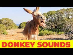 Amazing Donkey Sounds: Fun Farm Animal Noises!Donkey Sounds